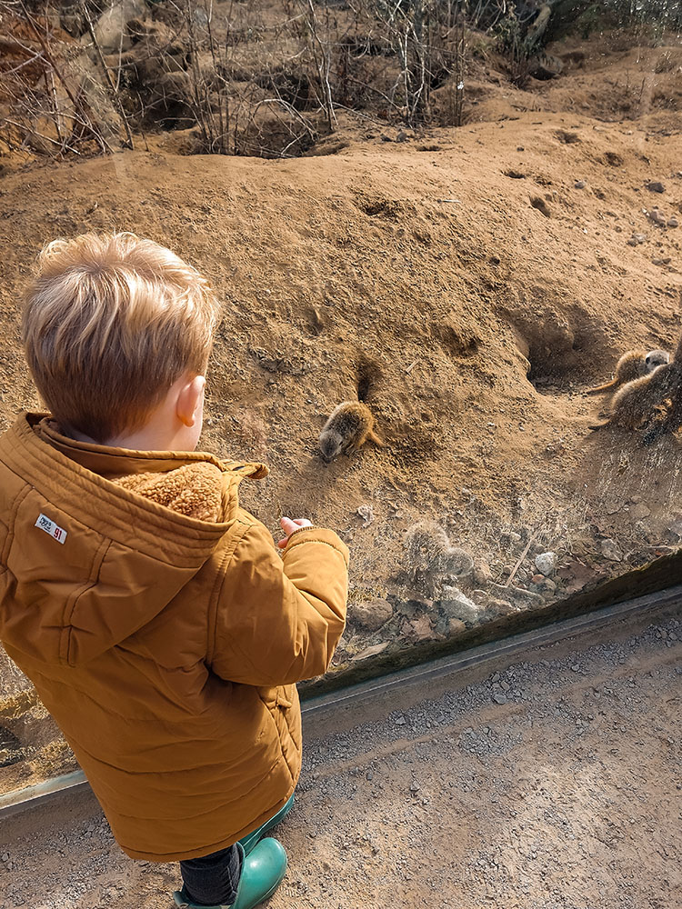 ZooParc Overloon met kinderen: route en ervaringen