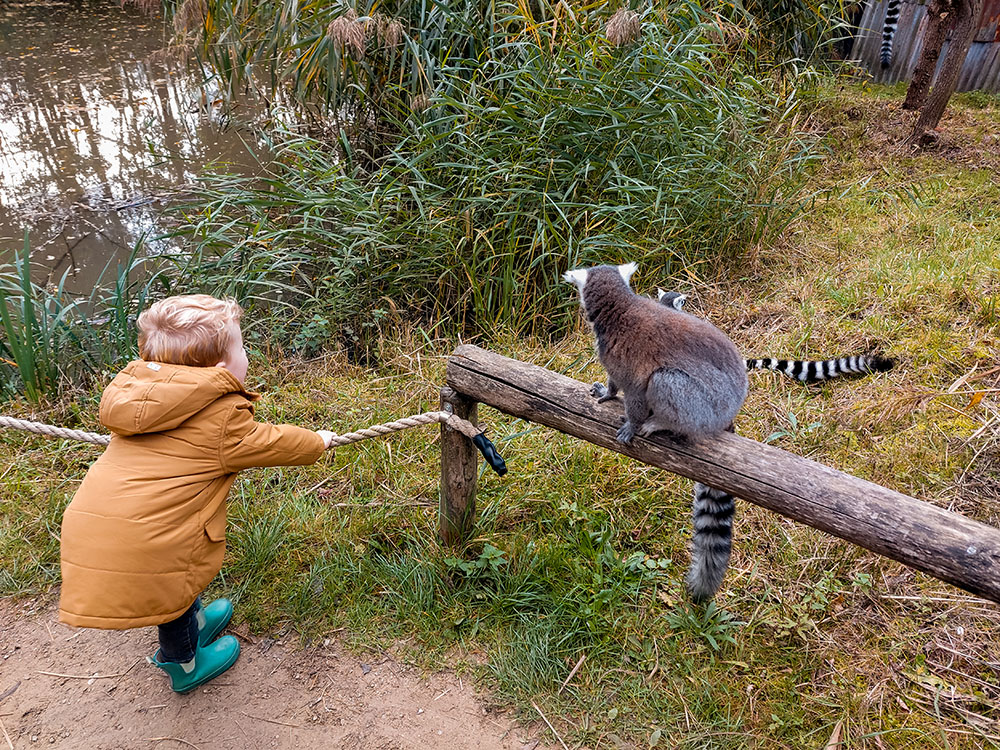 ZooParc Overloon met kinderen: route en ervaringen