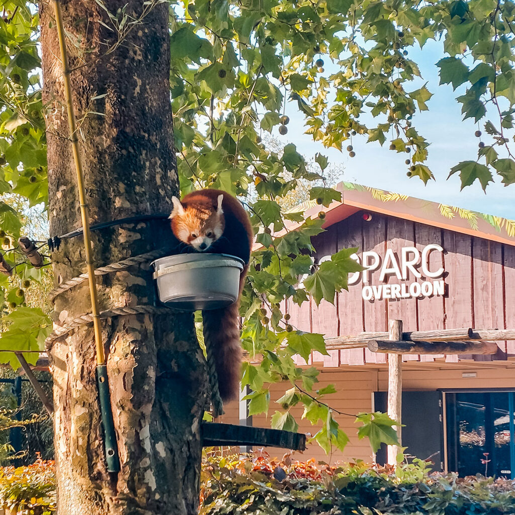 ZooParc Overloon met kinderen: route en ervaringen
