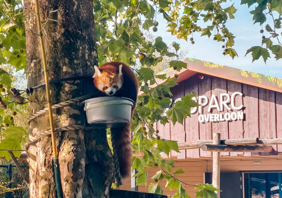 ZooParc Overloon met kinderen: route en ervaringen