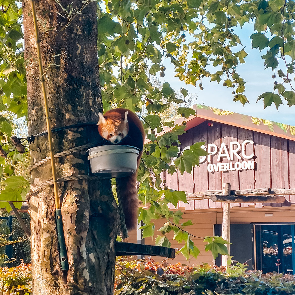 ZooParc Overloon met kinderen: route en ervaringen